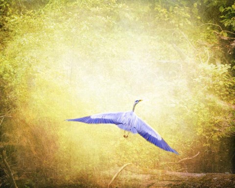 Framed Blue Heron In The Light Print