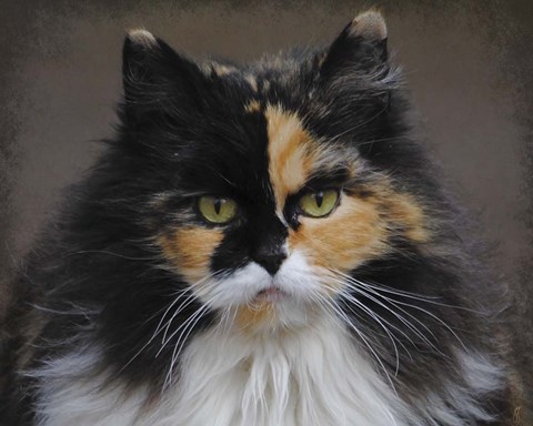 Framed Calico Cat Portrait Print