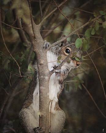 Framed Camera Shy Squirrel Print
