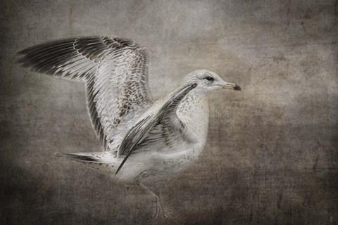 Framed Dance Of The Lone Gull Print