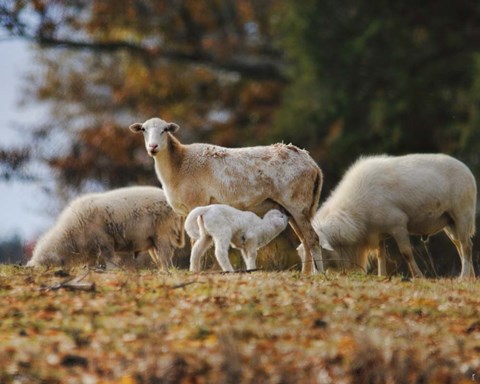 Framed Giving Nourishment Sheep Print