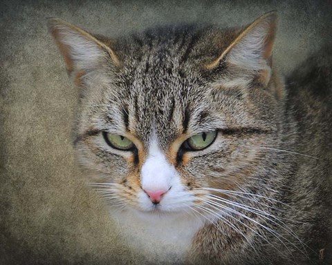 Framed Gray Tabby Cat Portrait Print