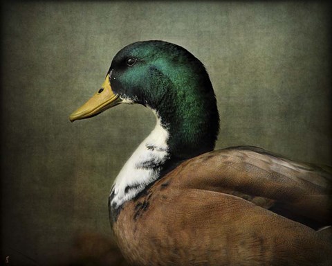 Framed Mallard Duck Portrait Print