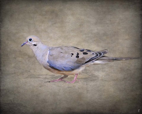 Framed Mourning Dove Portrait Print