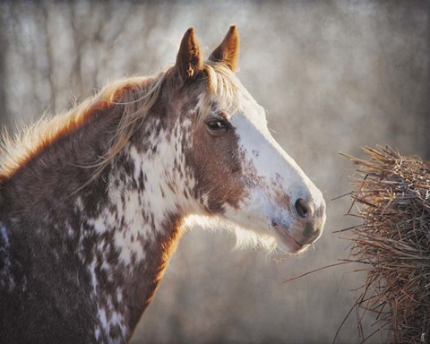 Framed No Sharing Horse Print