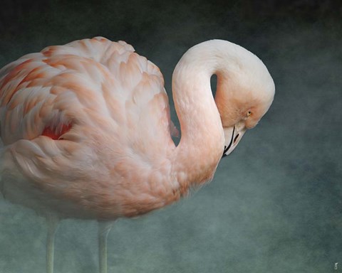 Framed Pink Flamingo 2 Print