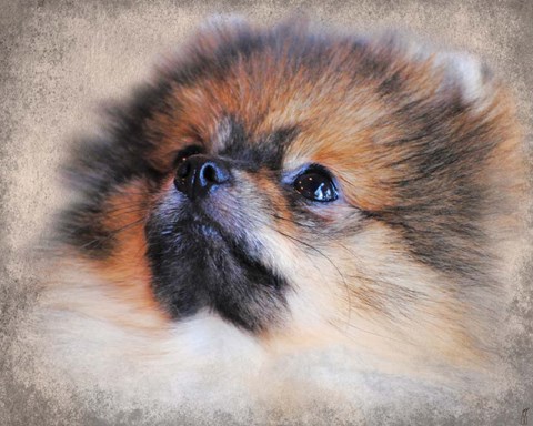 Framed Pomeranian Portrait Print