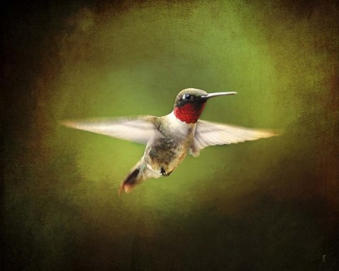 Framed Portrait Of A Hummingbird In Flight Print