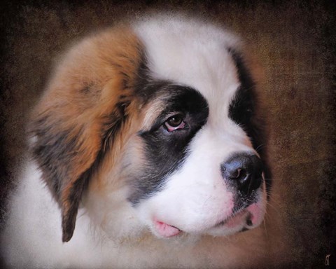 Framed Saint Bernard Puppy Portrait Print