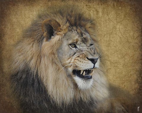 Framed Snarling Male Lion Portrait Print