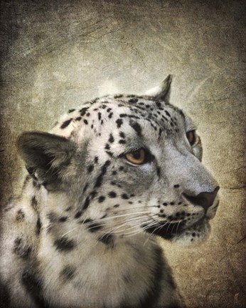 Framed Snow Leopard Portrait Print