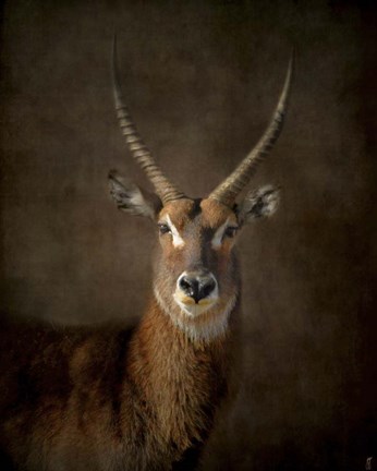Framed Waterbuck Antelope Print