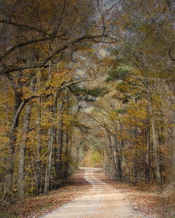Framed Chickasaw Forest In Autumn 2 Print