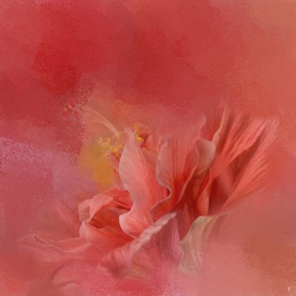Framed Salmon Hibiscus 3 Print