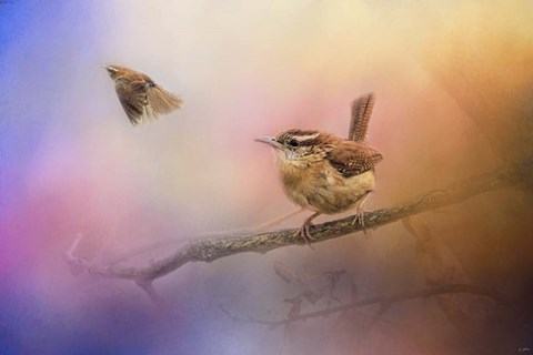 Framed Carolina Wrens Print