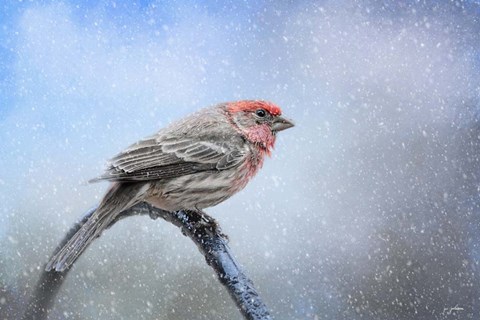 Framed Finch In The Snow Print