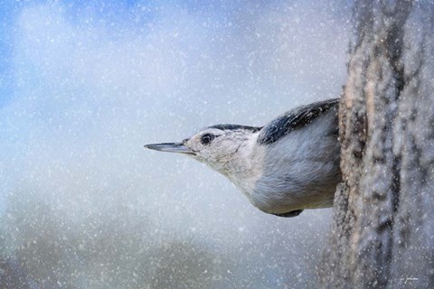 Framed Nuthatch In The Snow Print