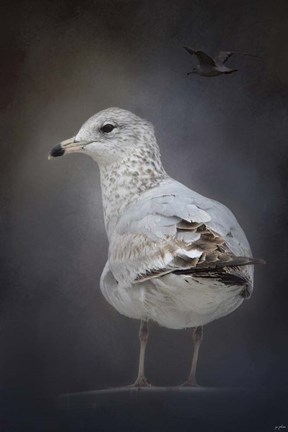 Framed Perched Nearby Gull Print