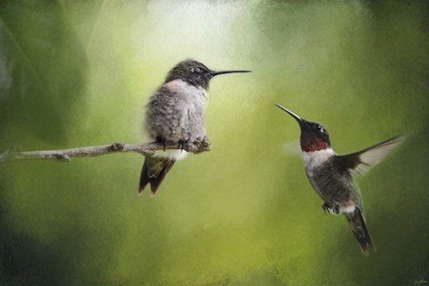 Framed Wake Up Call Hummingbirds Print