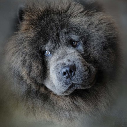 Framed Watching Master Blue Chow Chow Print