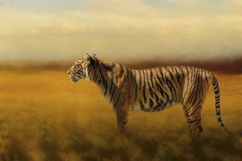Framed Tiger In The Golden Field Print