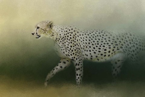 Framed Cheetah On The Prowl Print