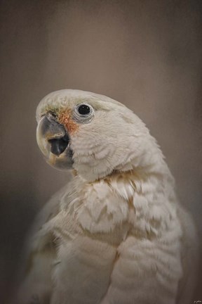 Framed Lots To Say Cockatoo Print