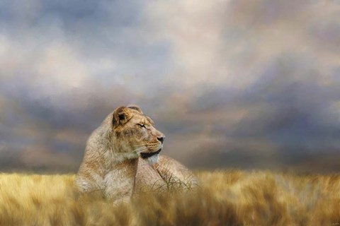 Framed Lioness After The Storm Print