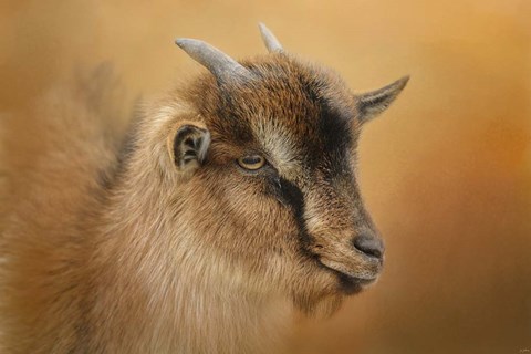 Framed Portrait Of A Nubian Dwarf Goat Print