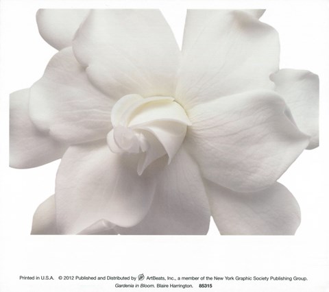 Framed Gardenia In Bloom Print
