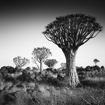 Framed Namibia Quiver Trees Print