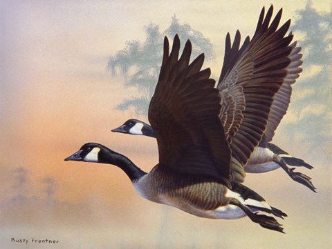 Framed Canada Geese Print