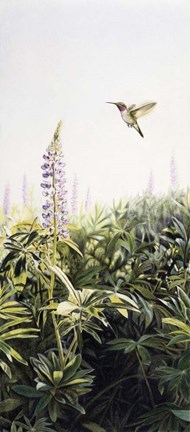 Framed Hummingbird 2 Print