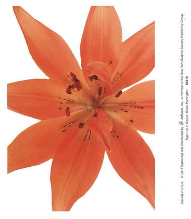 Framed Tiger Lily In Bloom Print