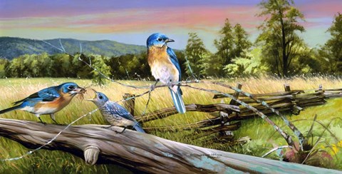 Framed Bluebird Meadow Print