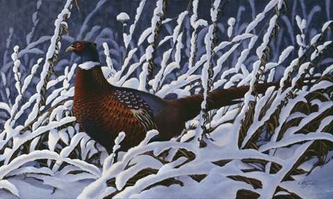 Framed Fresh Snow - Ringneck Pheasant Print