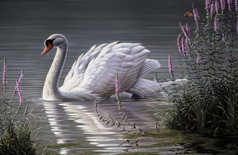 Framed Summer Idyll - Mute Swan Print