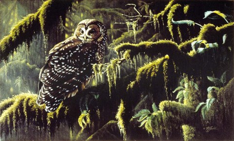 Framed Spirit Of Ancient Forests - Spotted Owl Print