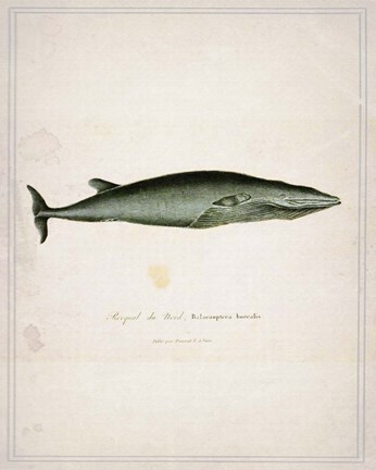 Framed Whale 1 Print
