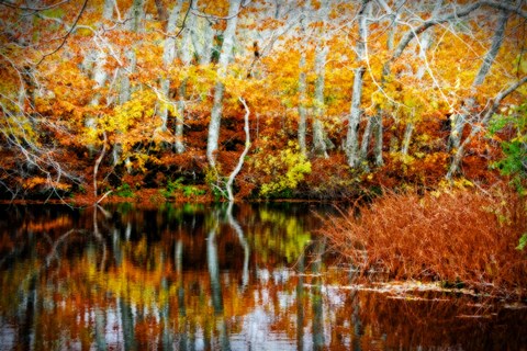 Framed Fall Pond Colors 1 Print
