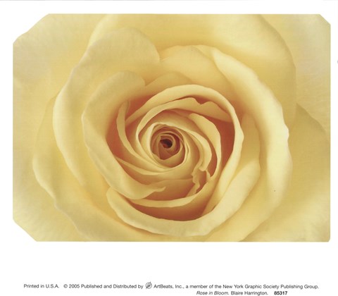 Framed Rose In Bloom Print