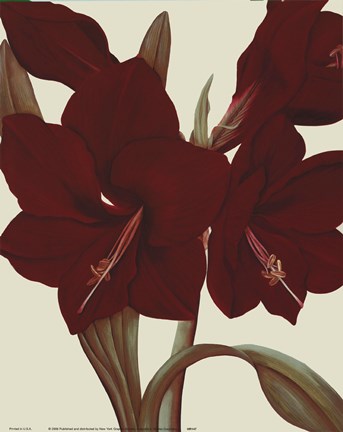 Framed Amaryllis II Print