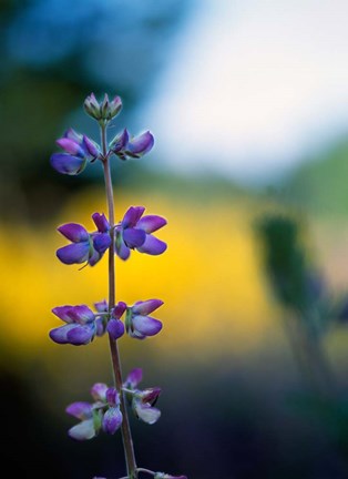 Framed Lupine Flower Blossoms Print