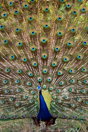 Framed Dancing Peacock, Kanha National Park, Madhya Pradesh, India Print