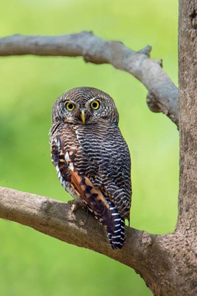 Framed Jungle Owlet, Bandhavgarh National Park, Umaria District, India Print