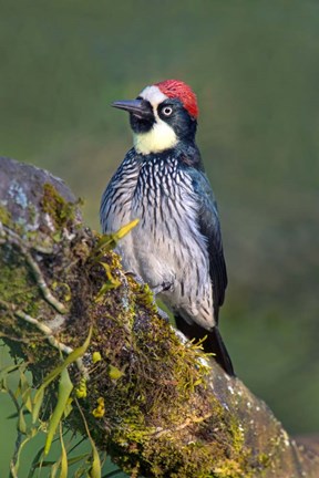 Framed Acorn Woodpecker, Savegre, Costa Rica (vertical) Print