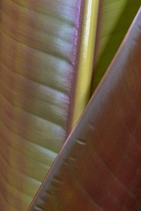 Framed Banana Leaf, Sarapiqui, Costa Rica Print