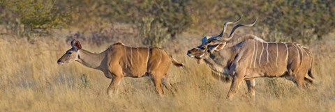 Framed Male and female Greater Kudu, Etosha National Park, Namibia Print