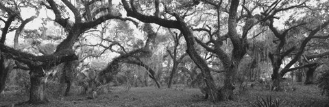 Framed Lake Kissimmee State Park, Florida Print