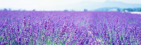 Framed Lavender Field in Japan Print